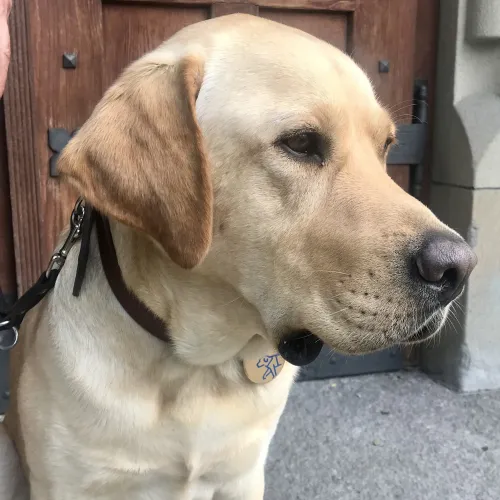 Hund blindekuh Zürich